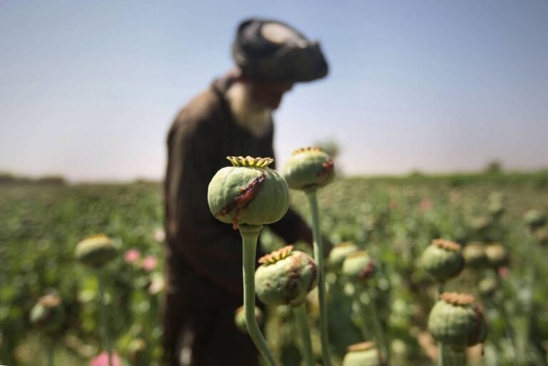 Taliban heroin production ban