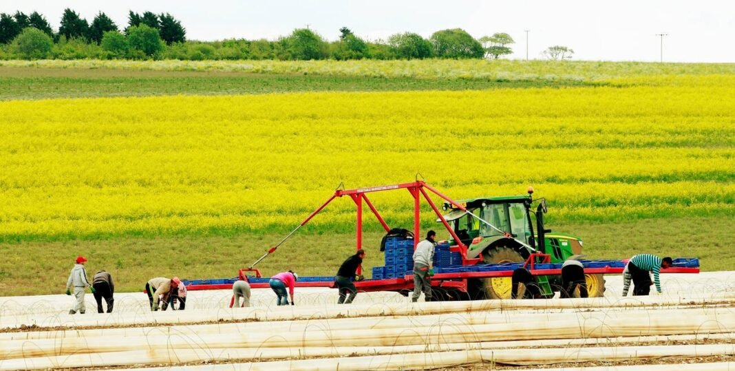 Immigrant agricultural labourers, workers on Asparagus field, Norfolk UK, Romanian, Bulgarian workers in England